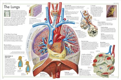 The Body Atlas: A Pictorial Guide to the Human Body - Image 4