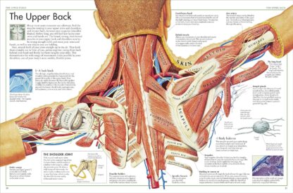 The Body Atlas: A Pictorial Guide to the Human Body - Image 3