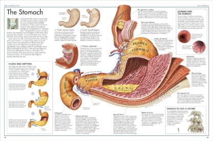 The Body Atlas: A Pictorial Guide to the Human Body - Image 2